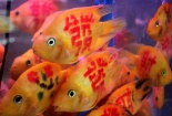 Cá chép Trung Quốc 'xăm chữ' đắt khách